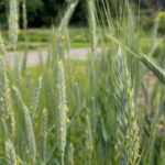 Decoding Durum Wheat DNA: Building Future-Ready Crops Amid Climate Change