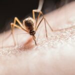 AI Tackles Malaria Surge Amid Venezuela’s Gold Mining Boom